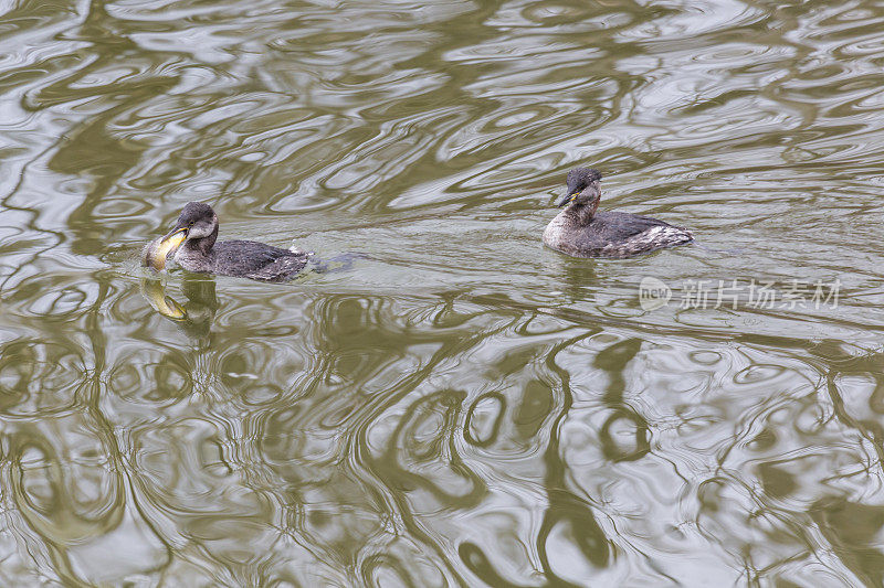 红颈鸊螈(Podiceps grisegena)追逐